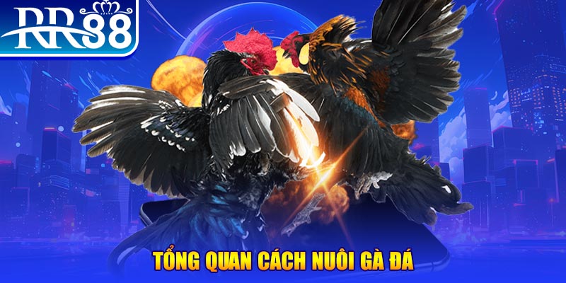 nohu88 VA Điện Tử