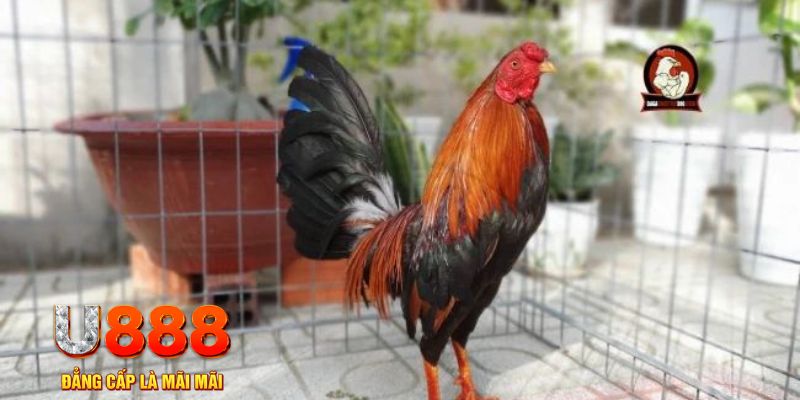 nohu88 casino máy tính